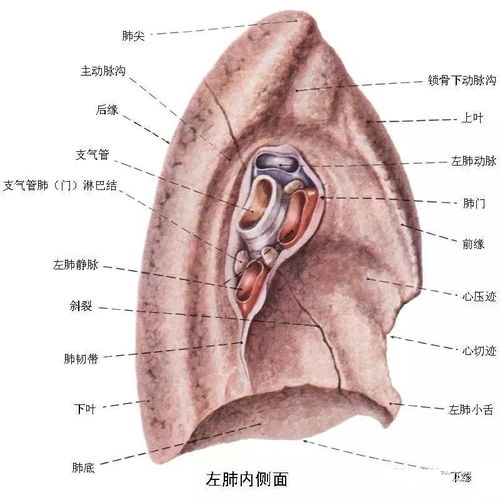 呼吸系统 精品解剖图