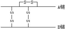 如图为结晶牛胰岛素分子结构示意图.已知胰岛素含有A B两条多肽链,A链含有21个氨基酸,B链含有30个氨基酸,两条多肽链间通过两个二硫键 二硫键由两个 SH脱掉两个氢连接而成