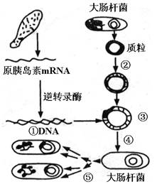 1997年,科学家将动物体内的能够合成胰岛素的基因与大肠杆菌的DNA分子重组,并且在大肠杆菌中表达成功 如右图,请据图回答问题 1 此图表示的是采取 方法获取